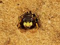 26 bijenwof Philanthus triangulum f Stalberg De Hamert_resize